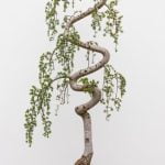 Le regole fondamentali su come coltivare un bonsai: attenzione all'irrigazione, alla potatura e alla scelta del terreno