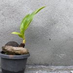 Come Curare Un Bonsai Olivo Scopri come curare un bonsai olivo: consigli di potatura, irrigazione e esposizione solare per una pianta sana