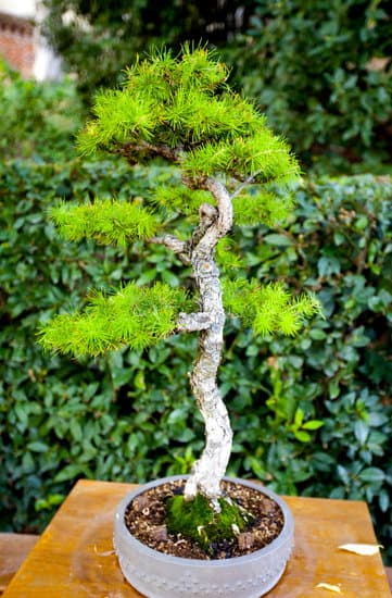 Scopri ora i prezzi dei bonsai: confronta e trova offerte convenienti per quanto costano i bonsai!