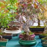 Scopri le migliori specie di alberi per bonsai e crea un piccolo e affascinante giardino zen