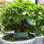 Scopri come potare gli ulivi bonsai correttamente per ottenere piante sane e rigogliose