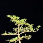 Che Cosa Significa Bonsai Scopri in poche parole il significato di BONSAI: l'arte giapponese di coltivare alberi in miniatura, creando impressionanti opere d'arte naturali