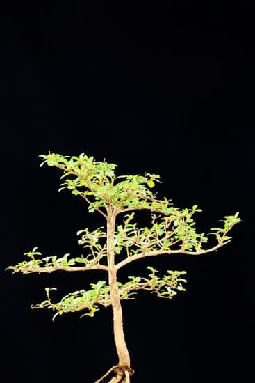 Che Cosa Significa Bonsai 1 Scopri in poche parole il significato di BONSAI: l'arte giapponese di coltivare alberi in miniatura, creando impressionanti opere d'arte naturali