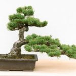Come Ingrossare Tronco Bonsai Ingrossa il tronco del tuo bonsai con questi semplici passi