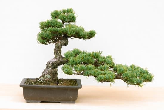 Come Ingrossare Tronco Bonsai 1 Ingrossa il tronco del tuo bonsai con questi semplici passi