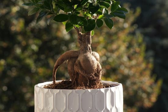 Set 2 Vasi Smaltati Per Bonsai E Piante Grasse, Piccoli, Con 4 Reti Drenanti, Regalo Per Appassionati