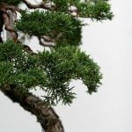 Quante Foglie Ha Un Albero Di Bonsai Scopri la magia dei bonsai: contare le foglie degli alberi di bonsai ti svelerà un mondo di bellezza!