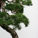 Scopri la magia dei bonsai: contare le foglie degli alberi di bonsai ti svelerà un mondo di bellezza!