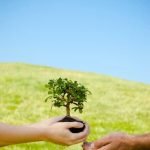 Scopri come potare correttamente una acacia da seme bonsai con questi semplici consigli