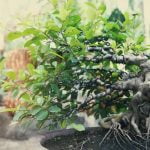 Suggerimento per un buon testo alt: Guida dettagliata su come creare un bellissimo bonsai di albero di giada, passo dopo passo