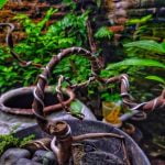 Scopri come partecipare a mostre di bonsai: consigli e trucchi per gli appassionati di questa affascinante arte!