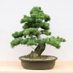 Come Rinvasare Bonsai Scopri come rinvasare i bonsai e mantenerli sani con questi semplici passi pratici e utili