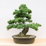 Come Rinvasare Bonsai Scopri come rinvasare i bonsai e mantenerli sani con questi semplici passi pratici e utili