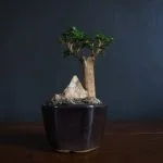Scopri i migliori siti web dove acquistare bonsai online, per una selezione di piante e servizio affidabile