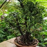 Quante Foglie Può Avere Un Bonsai Piccolo Scopri quanto è affascinante un bonsai piccolo e quante foglie può avere, lasciati stupire dalla sua bellezza!