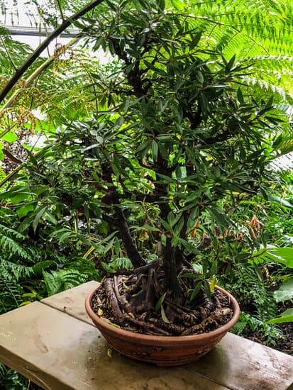 Quante Foglie Può Avere Un Bonsai Piccolo 1 Scopri quanto è affascinante un bonsai piccolo e quante foglie può avere, lasciati stupire dalla sua bellezza!