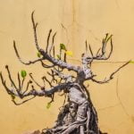 Dove Comprare Bonsai a Firenze Scopri dove comprare bonsai a Firenze e lasciati stupire dalla vasta selezione di piante d'appartamento