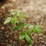Principi Di Base Della Coltivazione Dei Bonsai Scopri i principi di base della coltivazione dei bonsai: cura, potatura e modellazione per un risultato eccezionale
