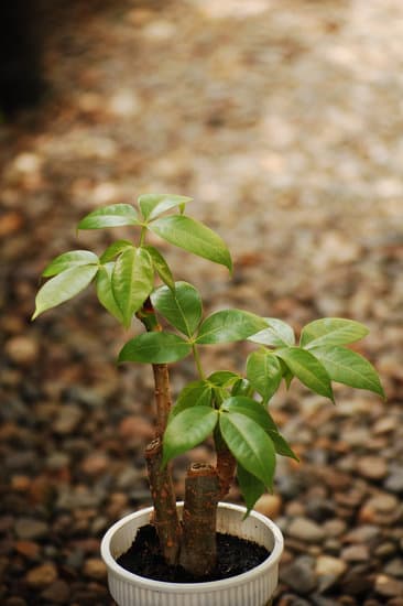 bonsai 2504