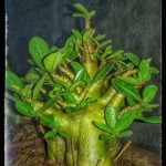 Come evitare l'overwatering: regola fondamentale per la salute dei bonsai. Segui i nostri consigli per una corretta gestione dell'irrigazione