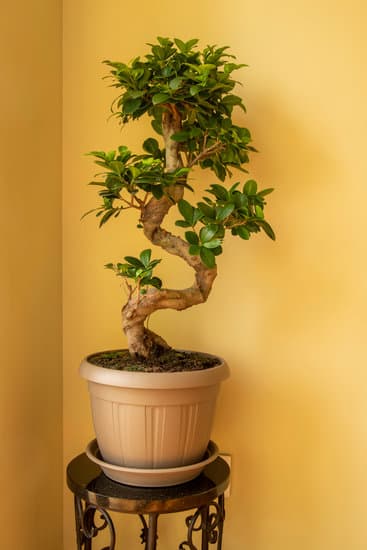 Scopri il vero significato di Bonsai in Giapponese - una perfetta rappresentazione in miniatura della natura