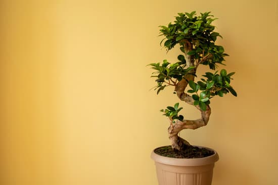 Scopri i segreti su come recuperare un bonsai in modo semplice ed efficace. Prova oggi stesso!