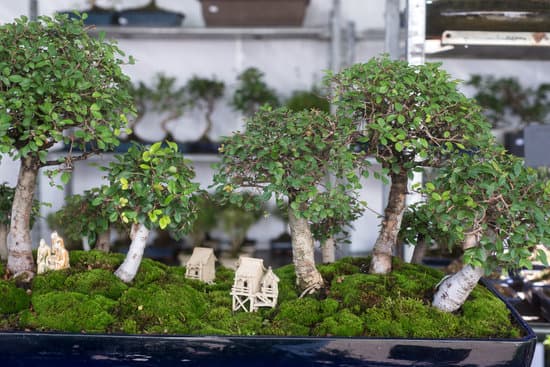 Impara come crescere bonsai attraverso una corretta potatura e cura per ottenere piante miniaturizzate di grande bellezza