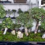 Scopri come creare un bonsai da una pianta comune: segui i nostri preziosi consigli per il successo!