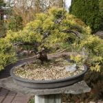 Come Si Cura Un Bonsai Da Interno Come si cura un bonsai da interno: le tecniche di potatura e irrigazione fondamentali per il suo mantenimento