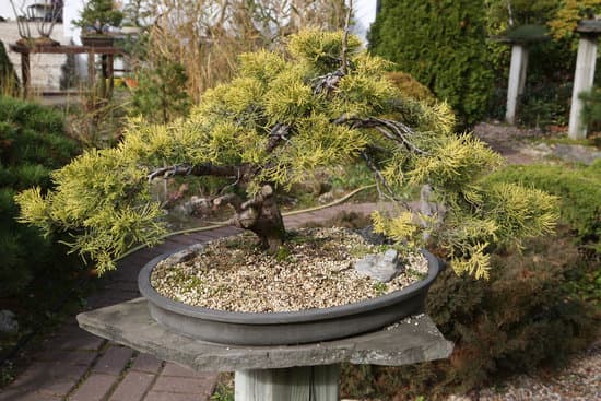 Come Si Cura Un Bonsai Da Interno 1 Come si cura un bonsai da interno: le tecniche di potatura e irrigazione fondamentali per il suo mantenimento