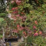 Segui attentamente i passaggi per trapiantare un bonsai ficus: prepara la terra, rimuovi con cura le radici e rinvasalo delicatamente