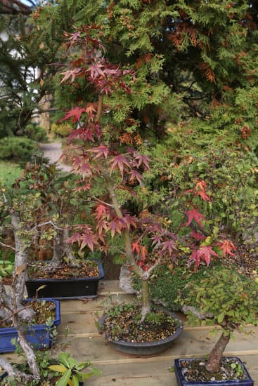 Come Trapiantare Un Bonsai Ficus 1 Segui attentamente i passaggi per trapiantare un bonsai ficus: prepara la terra, rimuovi con cura le radici e rinvasalo delicatamente