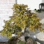 Come Fare Bonsai Di Glicine Come creare magnifici bonsai di glicine: segui questi semplici passi per ottenere risultati sorprendenti