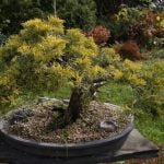 Come Capire Se Il Bonsai E' Morto Come capire se il bonsai è morto? Osserva le foglie, controlla la radice e verifica se è secco