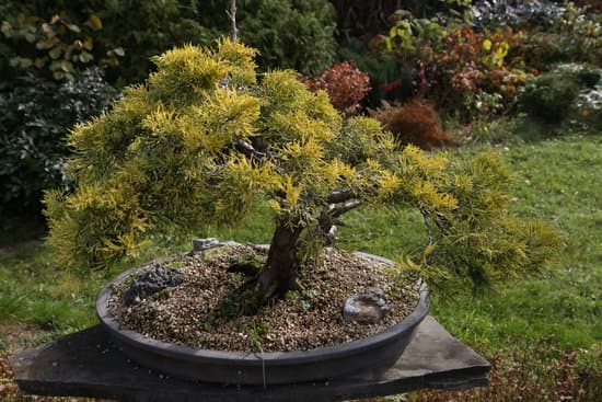 Come Capire Se Il Bonsai E' Morto 1 Come capire se il bonsai è morto? Osserva le foglie, controlla la radice e verifica se è secco