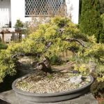 Esplora la collezione di bonsai come pezzi d'arte unici, perfetti per arricchire la tua casa o il tuo ufficio