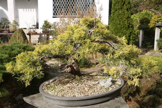 bonsai 2612