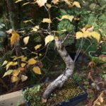 Scopri i segreti della defogliazione e ramificazione dei bonsai per una crescita sana e armoniosa