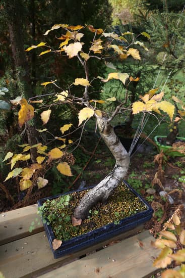 bonsai 2617