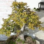 Scopri subito il significato di bonsai: una pratica antica e affascinante di coltivare alberi in miniatura