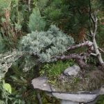 Perché Il Bonsai Ficus Ginseng Perde Le Foglie Scopri perché il bonsai Ficus Ginseng perde le foglie: consigli per un corretto controllo dell'irrigazione