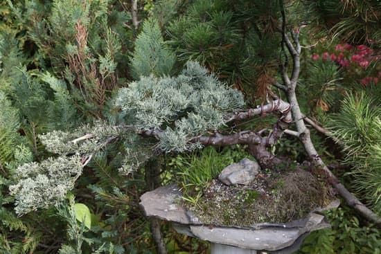 Perché Il Bonsai Ficus Ginseng Perde Le Foglie 5 Scopri perché il bonsai Ficus Ginseng perde le foglie: consigli per un corretto controllo dell'irrigazione
