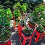 Scegli un terriccio specifico per bonsai in coltivazione per garantire un ambiente ideale alla loro crescita
