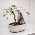 Come curare un bonsai ginseng: luce diretta, annaffiature moderate e potatura regolare per mantenere la salute della pianta