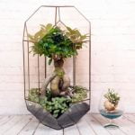 Scaffali e supporti esclusivi per l'esposizione dei bonsai: creano uno spettacolo unico per valorizzare la bellezza delle tue piante