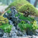 Discover essential tips on how to care for a bonsai tree and ensure its health and vitality