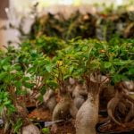 Che Tipo Di Vaso Per Bonsai Di Quercia Decidua Scegli un vaso di bonsai di quercia decidue di dimensioni adeguate al suo sistema radicale