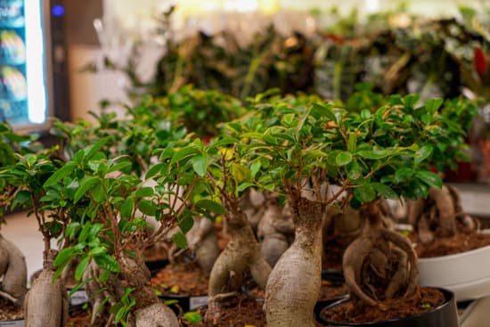 Che Tipo Di Vaso Per Bonsai Di Quercia Decidua 1 Scegli un vaso di bonsai di quercia decidue di dimensioni adeguate al suo sistema radicale