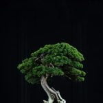 Come Mantenere Il Bonsai Suggerimenti per mantenere il bonsai: seguire le corrette procedure di potatura, irrigazione e posizionamento per garantirne la salute e la bellezza