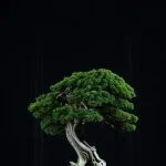 Suggerimenti per mantenere il bonsai: seguire le corrette procedure di potatura, irrigazione e posizionamento per garantirne la salute e la bellezza
